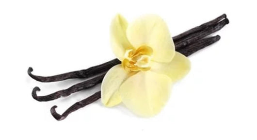 Vanilla Sampler